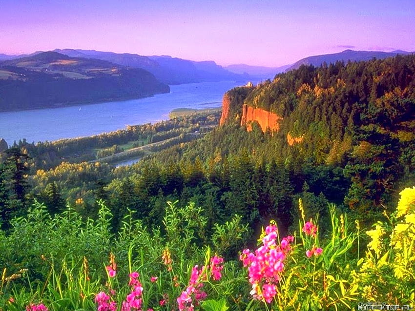 Цветя в коритото на реката, синьо, цветя, езеро, планина HD тапет