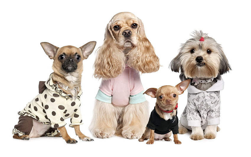 Zwierzęta, Psy, Yorkshire Terrier, Różnorodność, Chihuahua, Odmiany, Kostiumy Tapeta HD