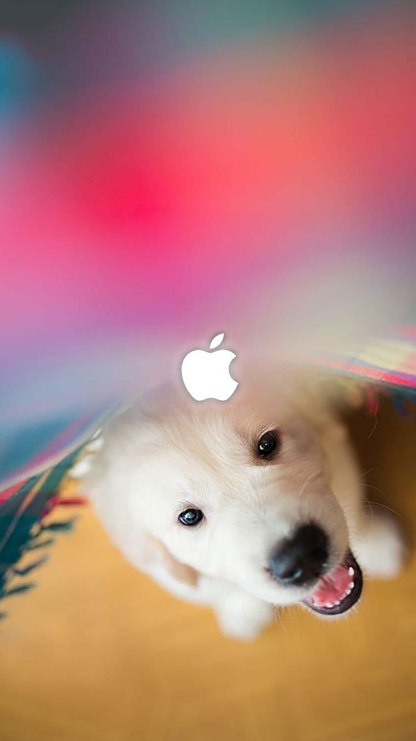 IPhone on Animal iPhone . Dog, Funny Animal HD phone wallpaper | Pxfuel