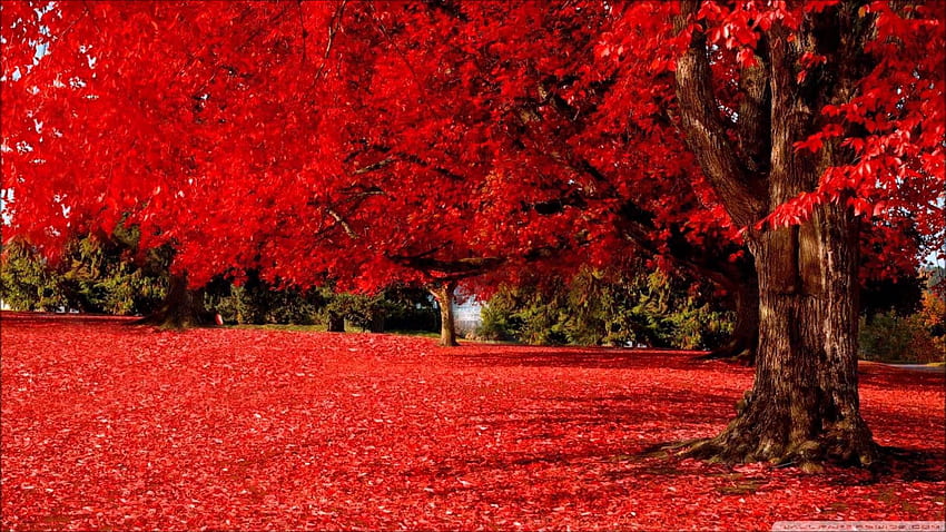 Romantic Background For Samsung Src Romantic Background - Nature Red Tree - - HD wallpaper