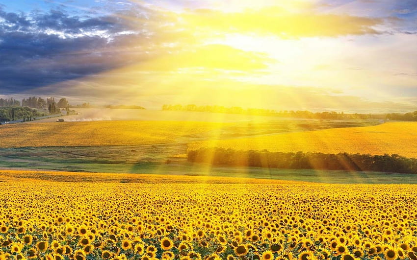 bidang bunga matahari, musim panas, bidang bunga matahari, cahaya, bunga matahari Wallpaper HD