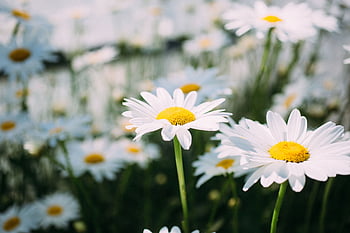 Flowers, Camomile, Flower, Petals, Field, Chamomile HD wallpaper | Pxfuel