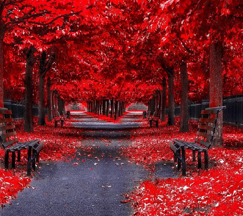 Misty Red Autumn Park, czerwień, drzewa, ławki, jesień, przyroda, park Tapeta HD