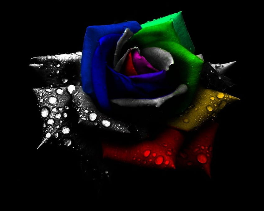 Mehrfarbige Rose, blau, mehrfarbig, nass, Blütenblätter, gelb, grün, rot HD-Hintergrundbild