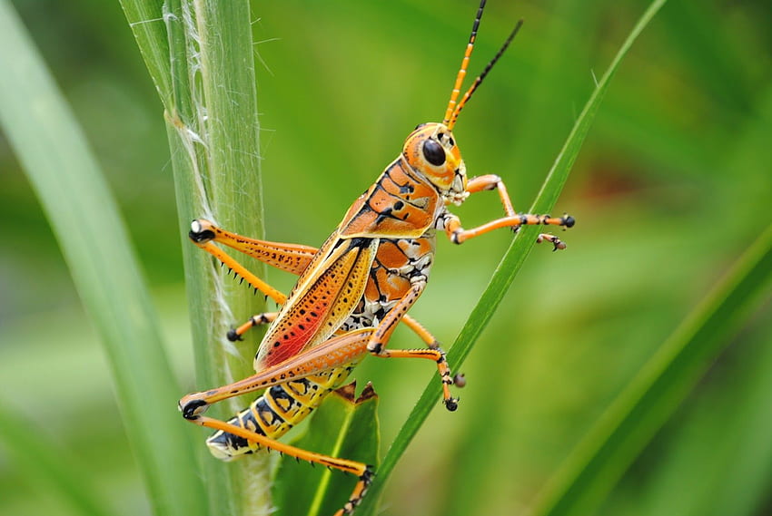 Grasshopper 10667 uMadcom [] for your , Mobile & Tablet. Explore Grasshopper . Grasshopper, Cricket Insect HD wallpaper