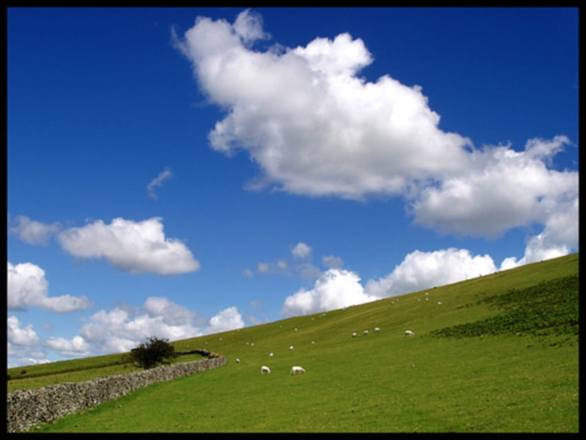 blauer himmel und schafe, grasen, grün, schafe, himmel, wolke HD-Hintergrundbild