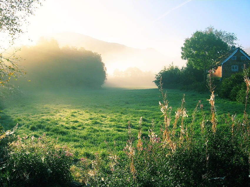 아름다운 아침, 아침, 들판, 초록, 자연, 신선한 HD 월페이퍼
