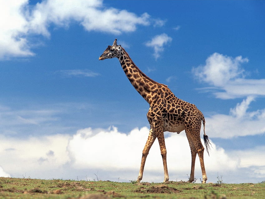 Zwierzęta, trawa, niebo, chmury, spacer, żyrafa Tapeta HD