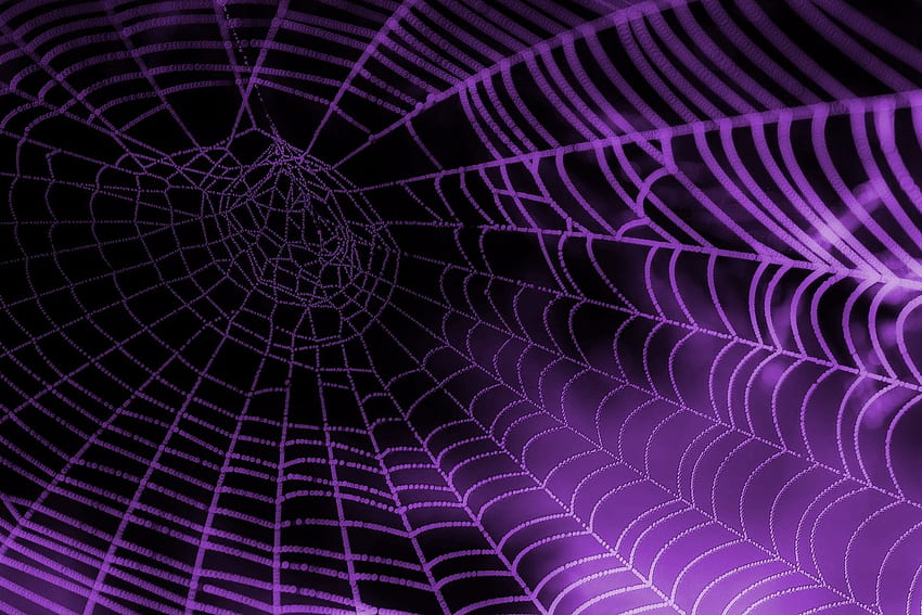Pink Spider, Spider Aesthetic HD wallpaper | Pxfuel