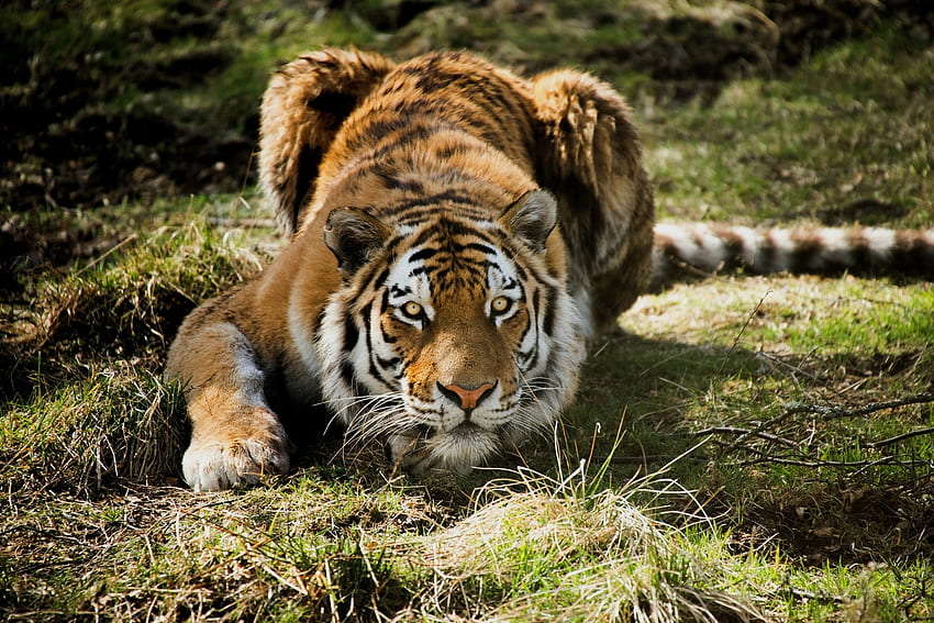 Animals, Grass, Predator, Tiger HD wallpaper