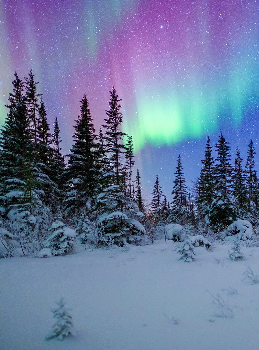Bosque boreal fondo de pantalla del teléfono