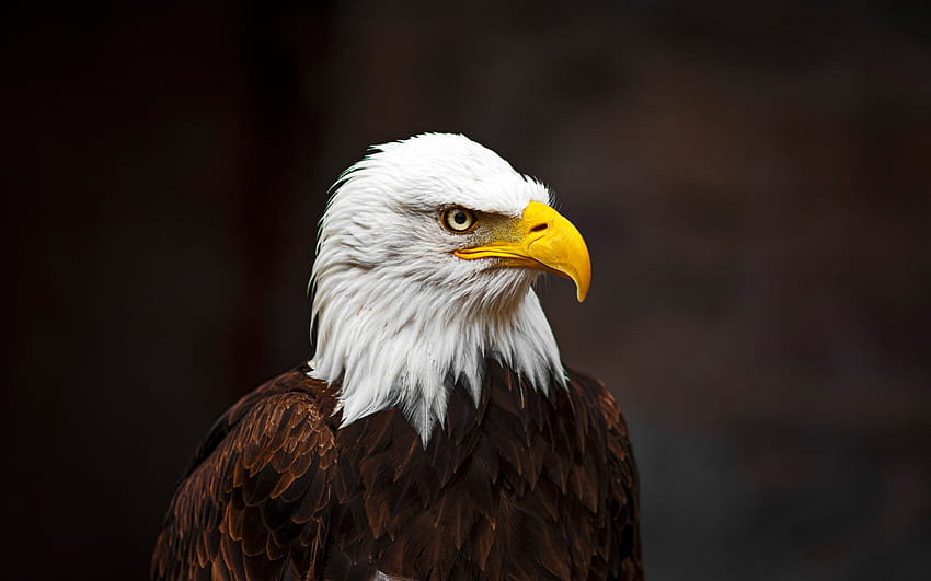 bald eagle, USA symbol, bird of prey, USA, wildlife, wild birds, North America HD wallpaper