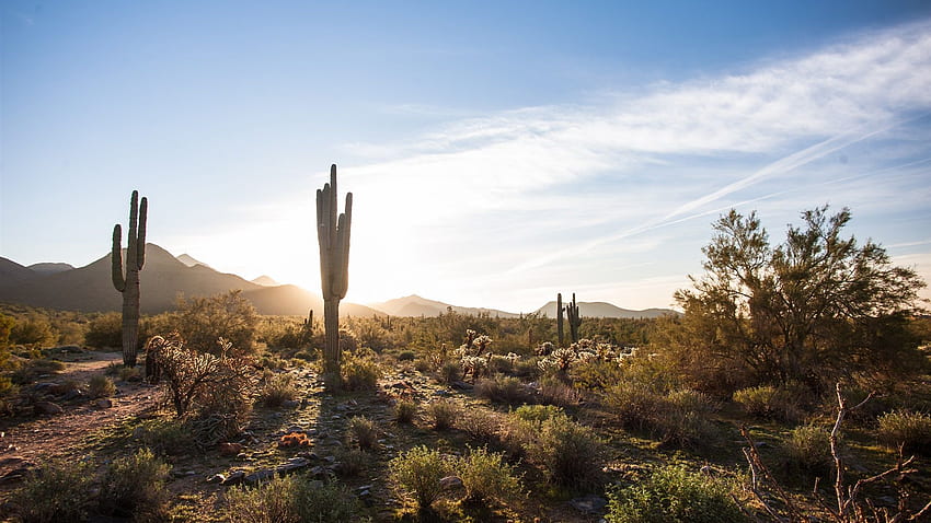Scottsdale, Arizona, USA, cactus, desert, sky HD wallpaper