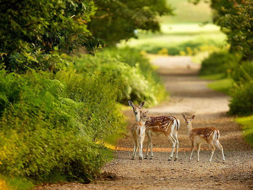 Nette Gazelle-Familie, die Kamera betrachtet. Natur HD-Hintergrundbild