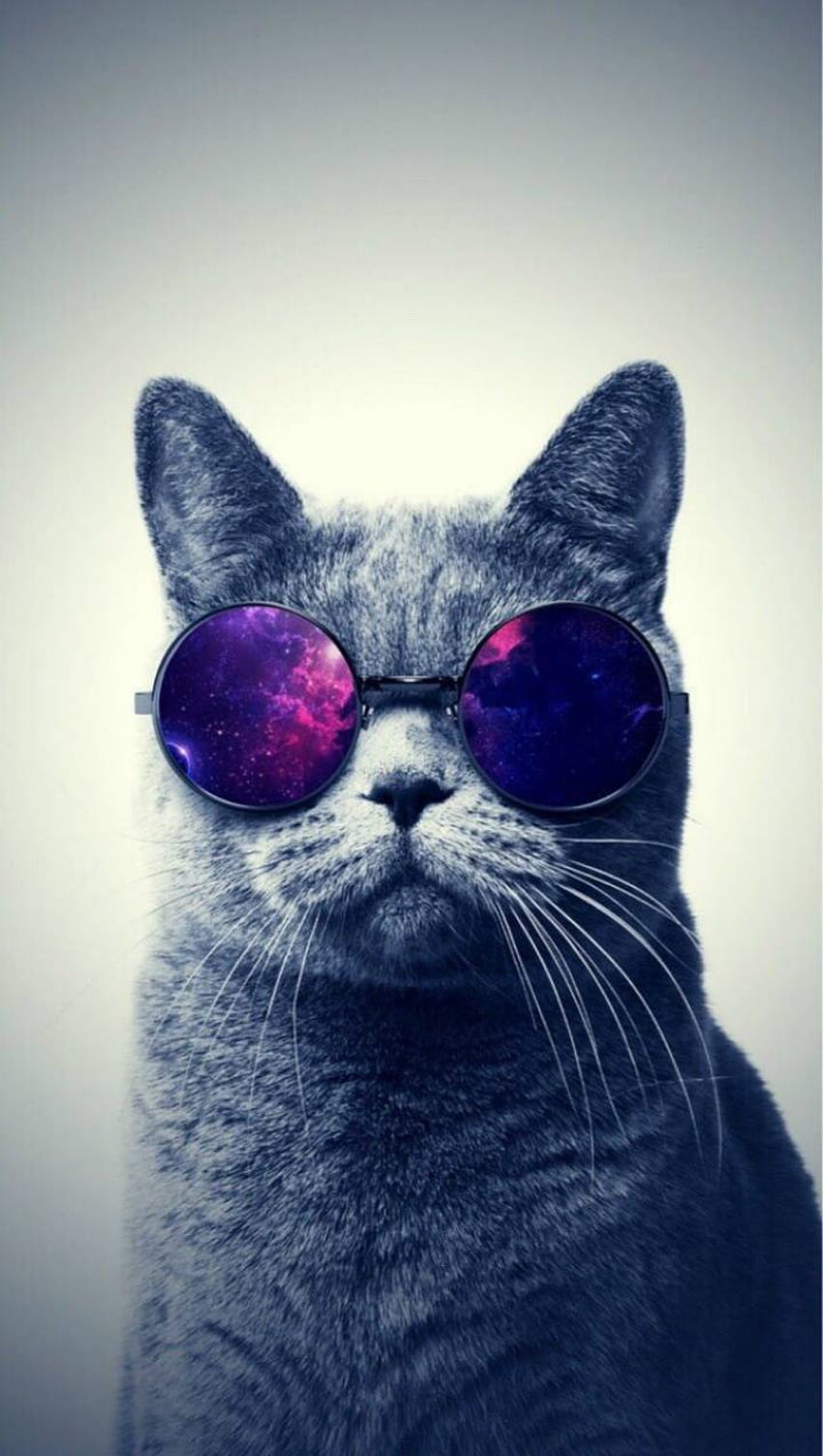 gato galaxia, gafas gato galaxia fondo de pantalla del teléfono