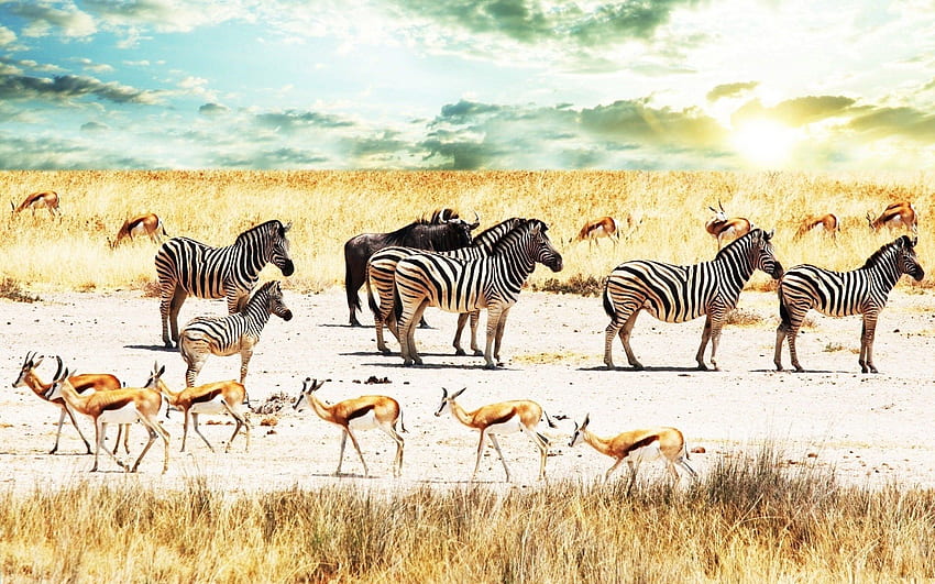 Animals, Sky, Savanna, Zebra, Buffalo, Africa, Antelope, Buffaloes HD wallpaper