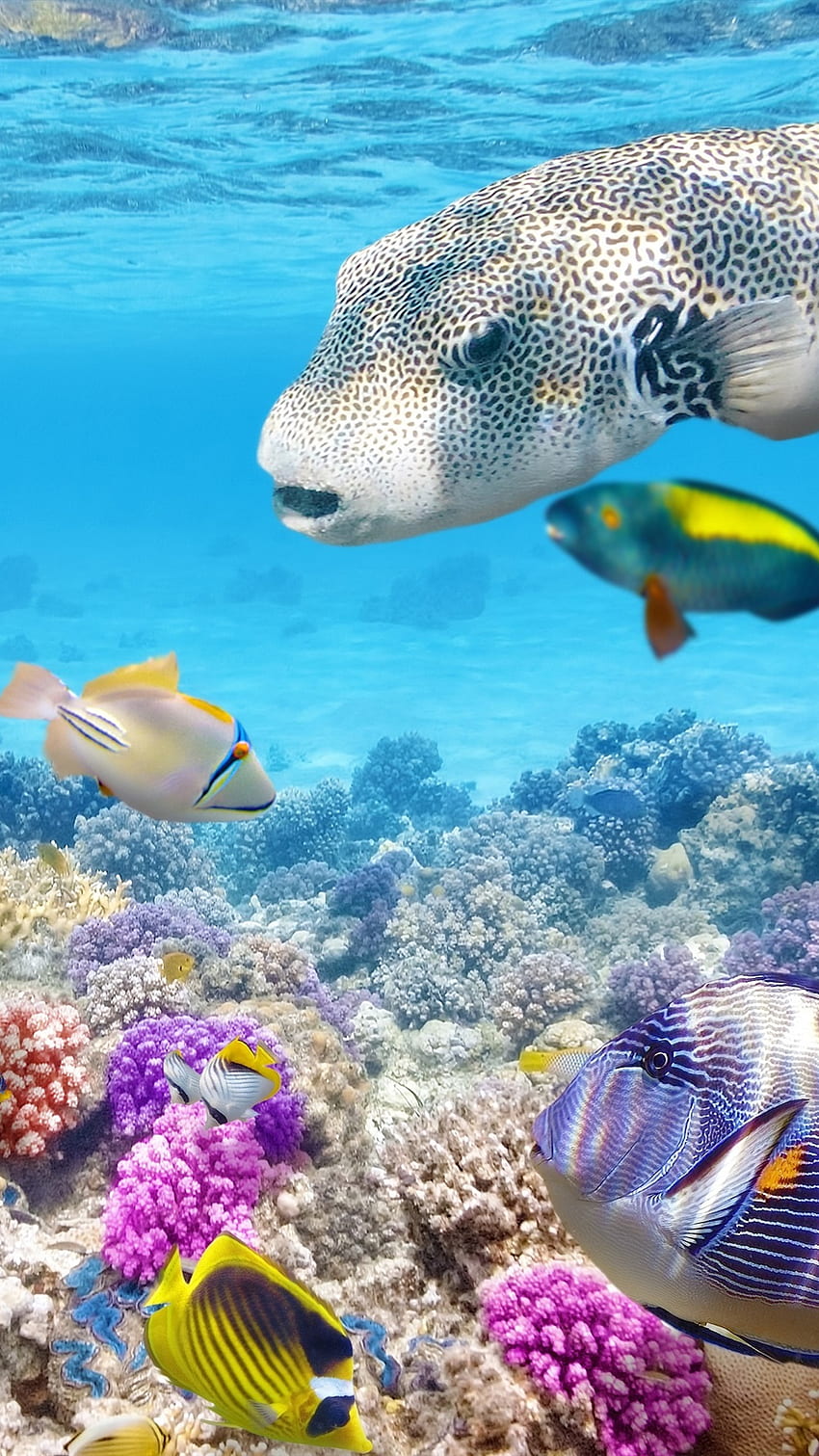 Rạn san hô là nơi sinh sống của vô số các sinh vật biển và cũng là nơi đem lại vẻ đẹp kỳ diệu cho thế giới dưới nước. Hãy khám phá bức ảnh tuyệt đẹp này và tìm hiểu thêm về sức sống của rạn san hô.