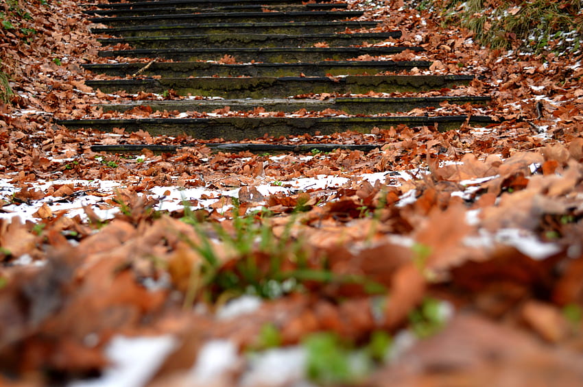 Nature, Autumn, Snow, Foliage, Steps HD wallpaper