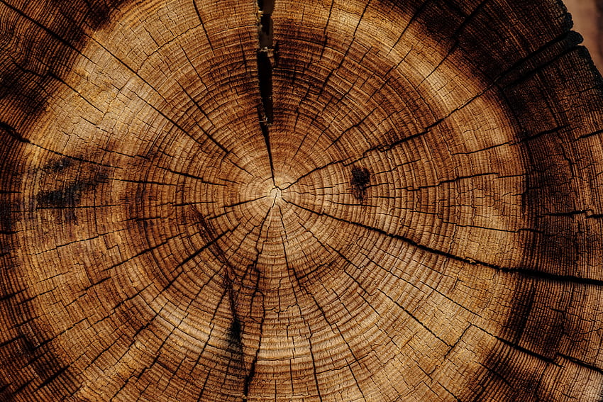 Holz, Baum, Textur, Texturen, Stamm HD-Hintergrundbild