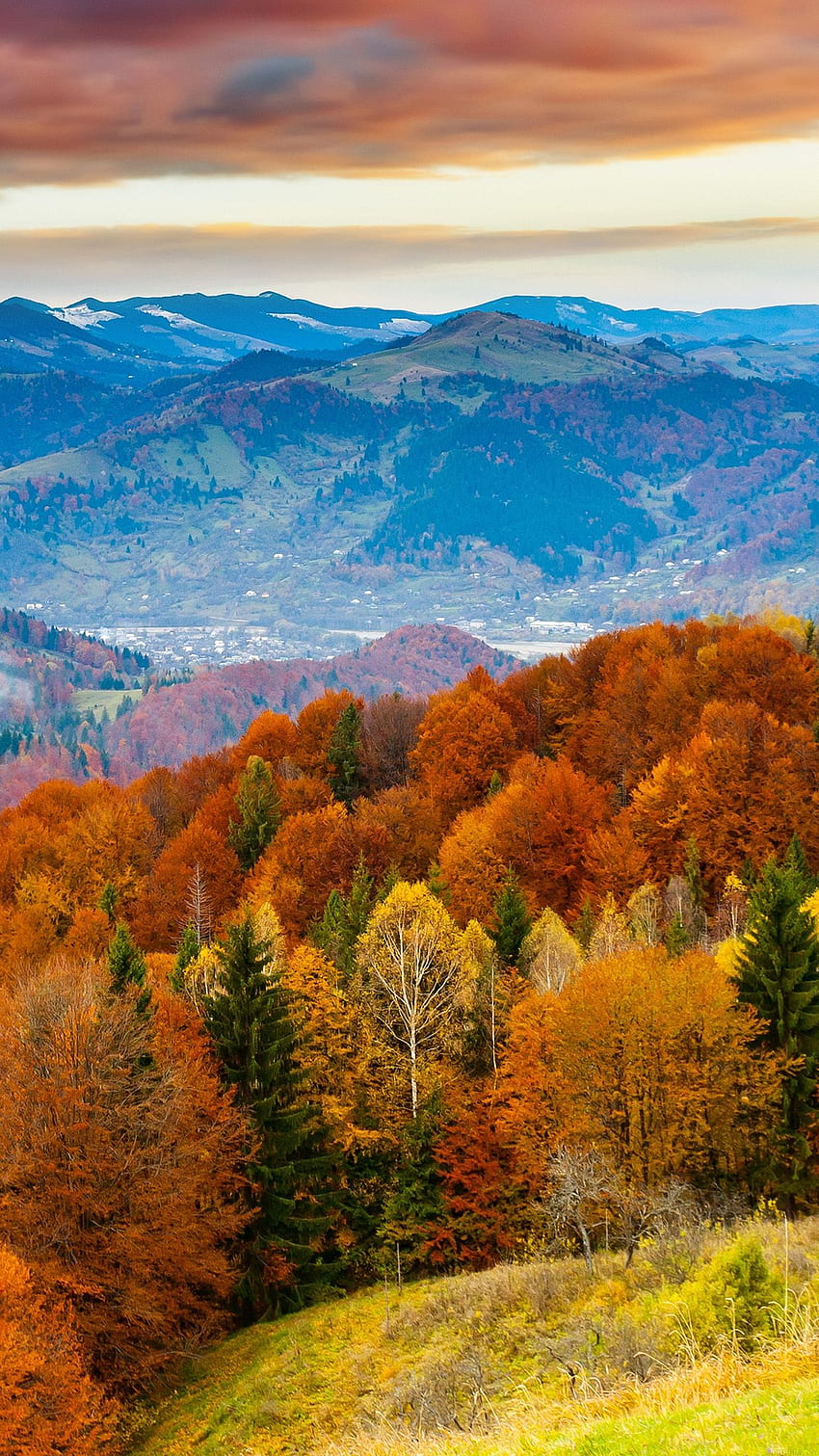 私は論文が大好きです。 秋, 山, 楽しみ, 赤, オレンジの木, 自然, バーモント州, 山 HD電話の壁紙