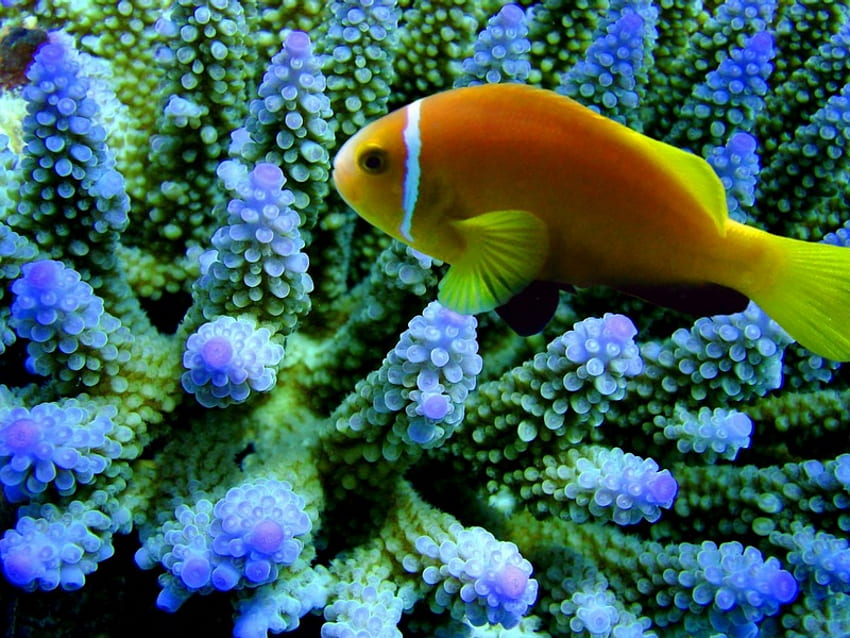 Просто гледам, синьо, корал, животни, риба, оранжево, вода, океан HD тапет