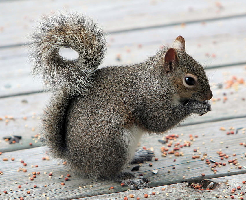 Animals, Squirrel, Food, Tail HD wallpaper