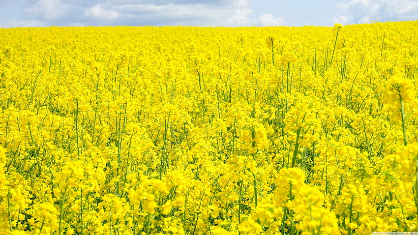 Rapeseed Field Ultra Background for : Tablet : Smartphone, Canola HD wallpaper