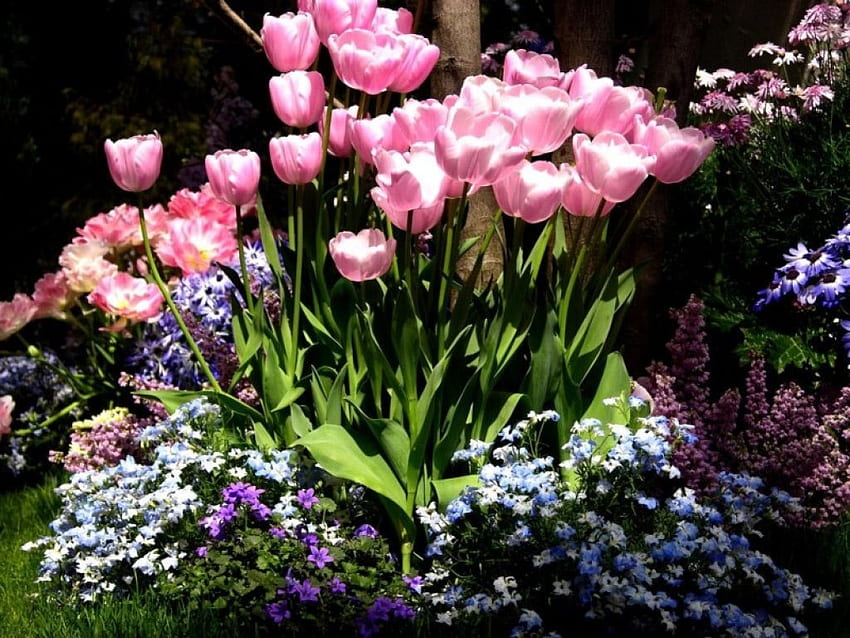 Tulipas cor de rosa, rosa, natureza, flores, tulipas papel de parede HD