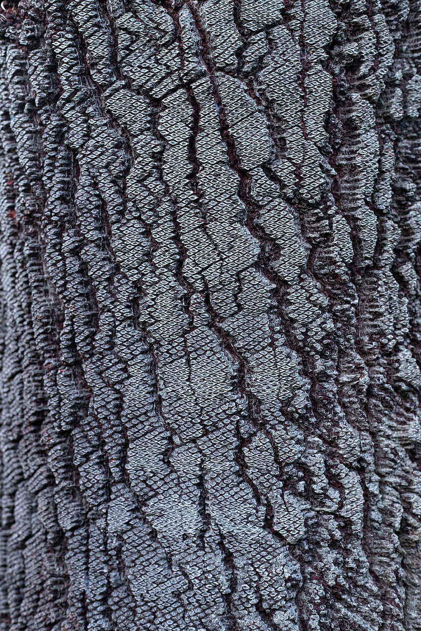 Wood, Tree, Pattern, Texture, Textures, Bark HD phone wallpaper
