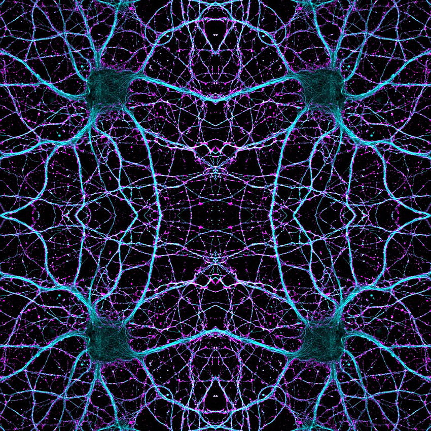 Atemberaubende Neurowissenschaften - Queensland Brain Institute - University of Queensland, Connectivity HD-Handy-Hintergrundbild