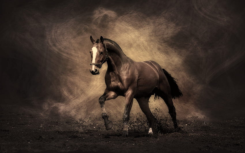 Tiere, Rauch, Schatten, Farbe, Staub, Pferd HD-Hintergrundbild