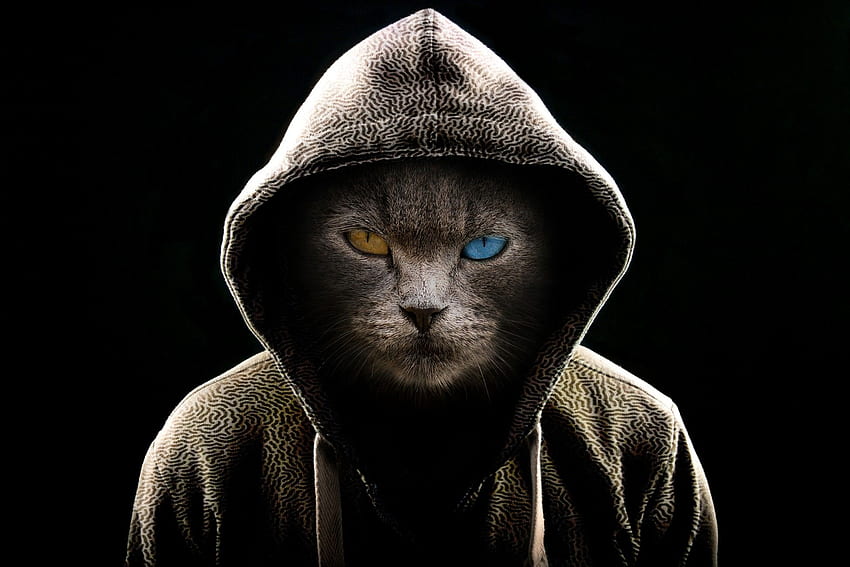 Kot w bluzie z kapturem. Retratos de mascotas, Gatos, Gimnasio para gatos, Angry Cat Tapeta HD