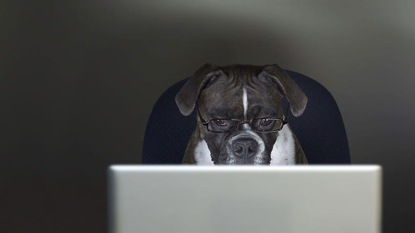 Animal Dog Working On Laptop Funniest, Dogs HD wallpaper