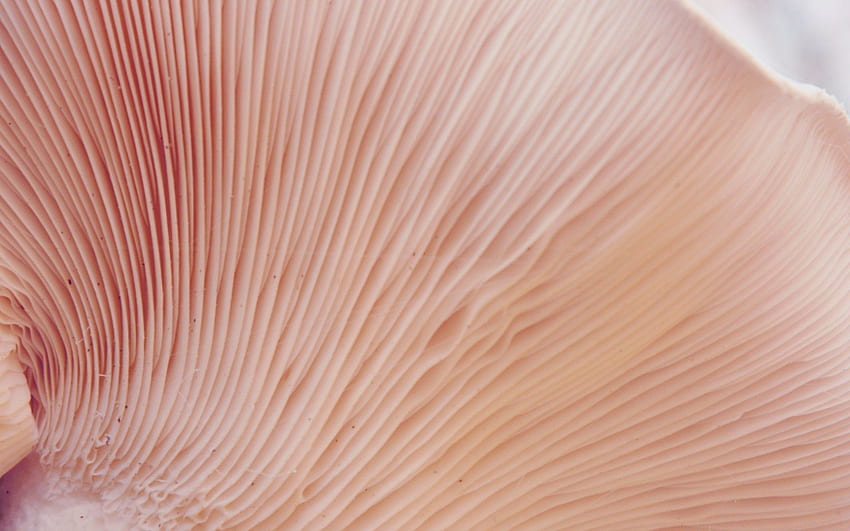 Tree Fungi Macro, Fungus HD wallpaper