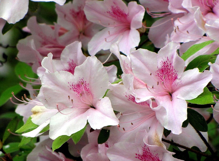 Flowers, Close-Up, Bloom, Flowering, Stamens, Azalea HD wallpaper