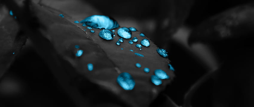 Schwarze Blätter blaue Tropfen, 2560 x 1080 blau HD-Hintergrundbild