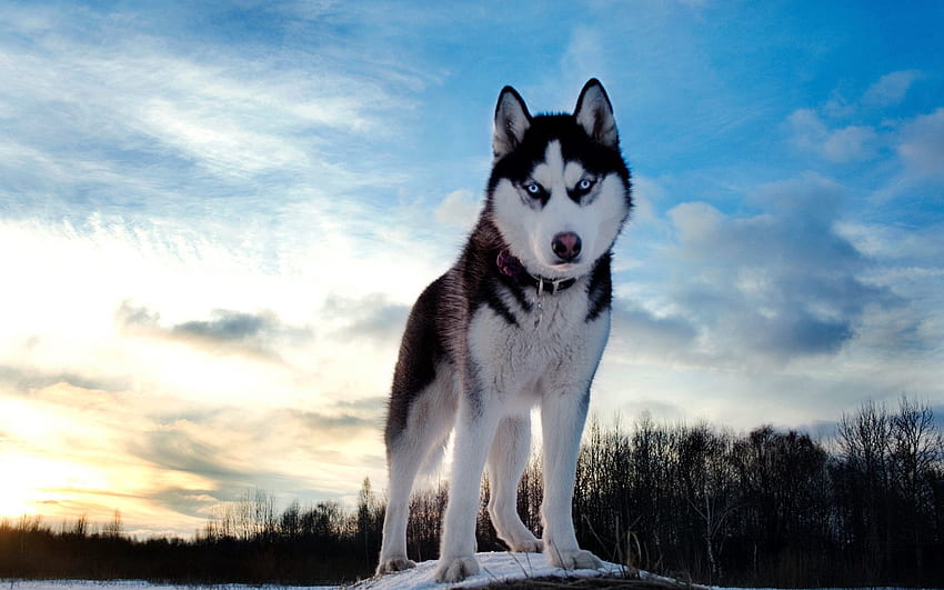 Animais, Neve, Cachorro, Husky, Elevação papel de parede HD