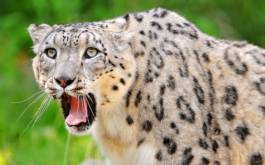 Animals, Snow Leopard, Grin, Muzzle, Predator, Sight, Opinion, Open Mouth HD wallpaper