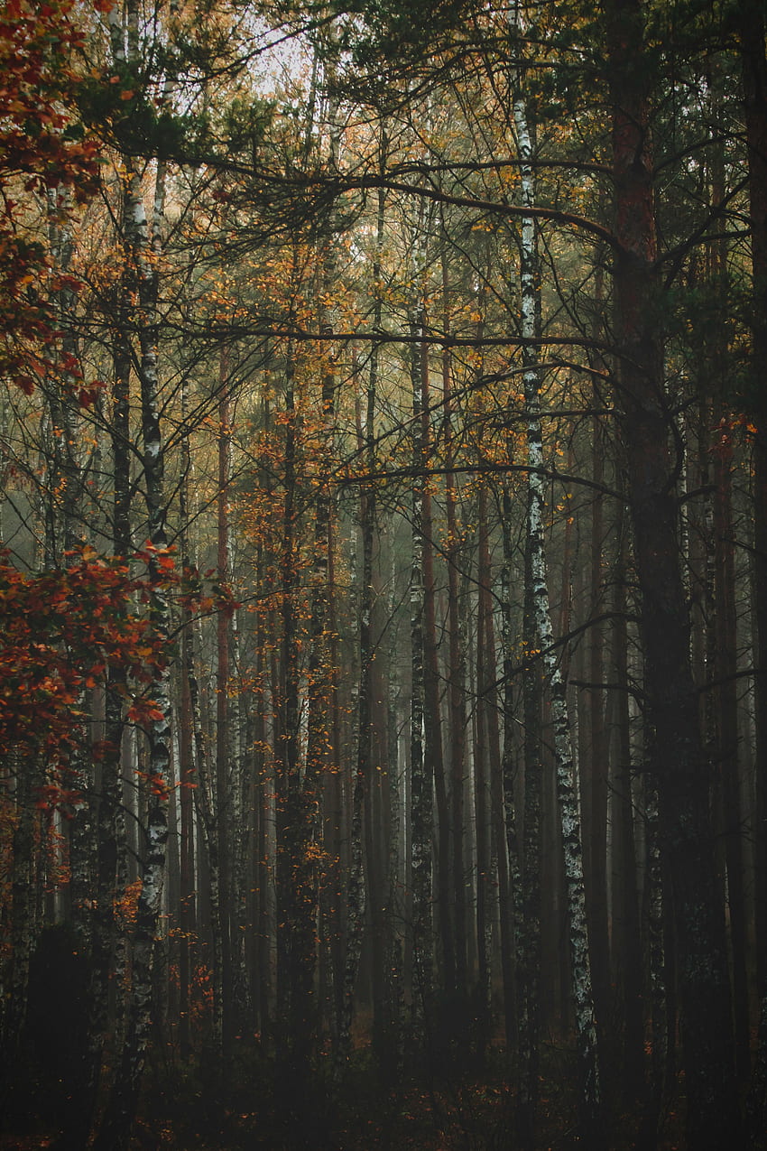 Природа, дървета, есен, гора, мъгла, стволове, кора HD тапет за телефон
