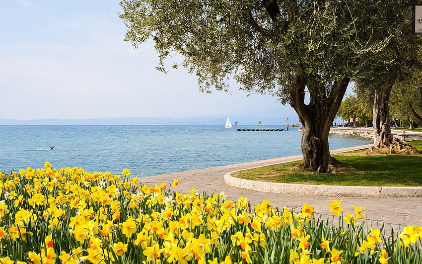 Daffodils by Lake, daffodils, lake, promenade, tree HD wallpaper