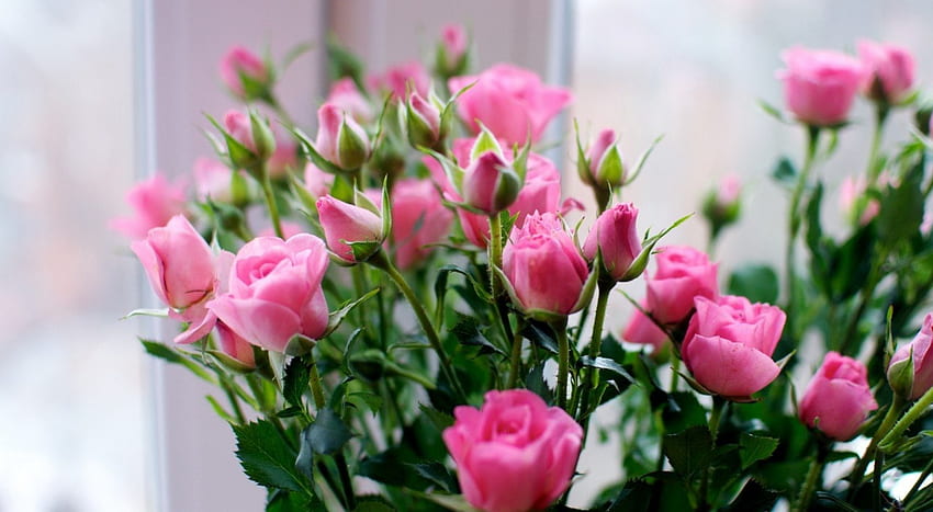 * Rosa Rosen *, rosa, zart, Blumenstrauß, Rosen, rosa Rosen, weich HD-Hintergrundbild