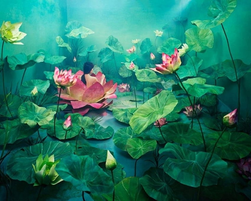 Lotus, leaves, flowers, art HD wallpaper