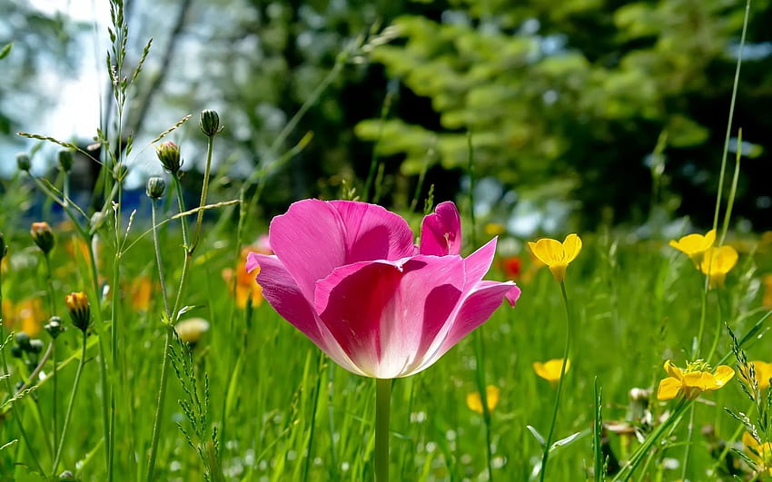 Flowers, Grass, Beauty, Glade, Polyana, Tulip, Sunny HD wallpaper