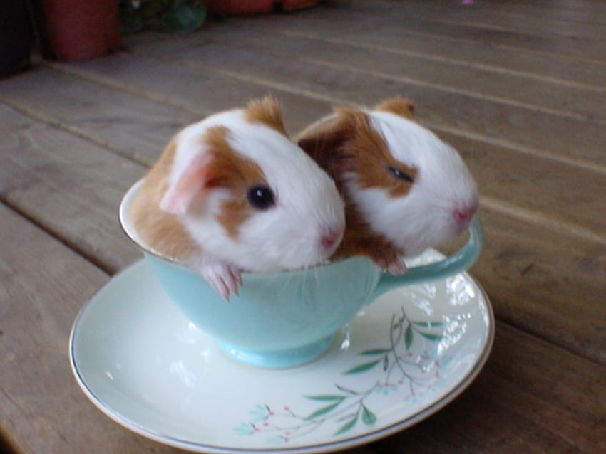 CUP FULL OF GUINEA PIGS, ANIMALS, CUTE, , TWO HD wallpaper
