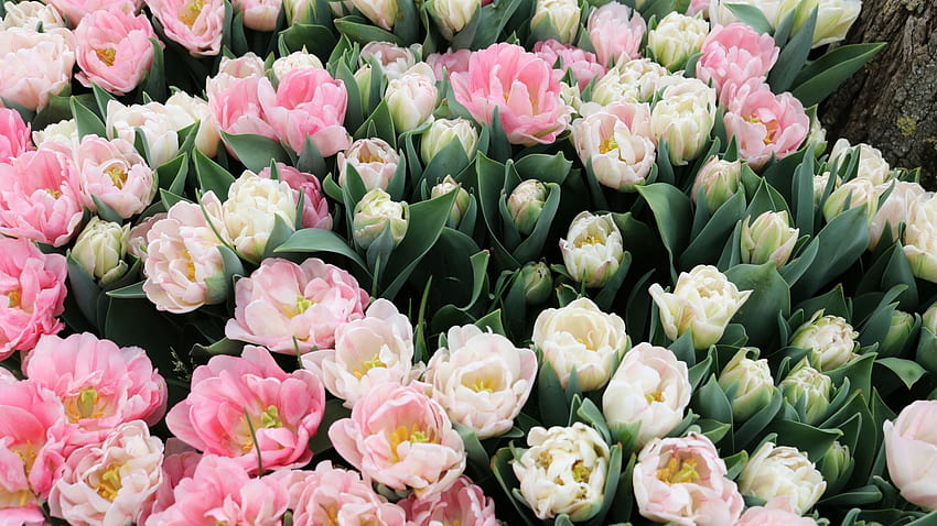 tulips, fresh, white & pink flowers HD wallpaper