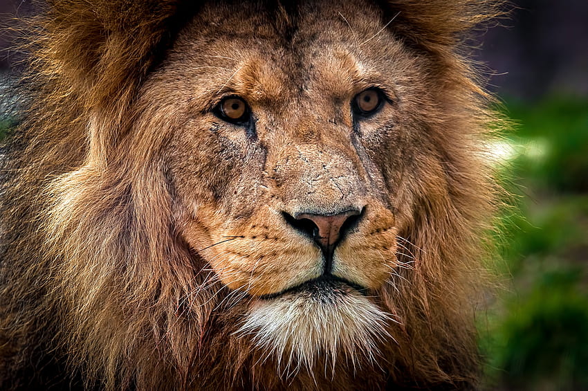 Animals, Muzzle, Close-Up, Lion, Predator, King Of Beasts, King Of The Beasts HD wallpaper