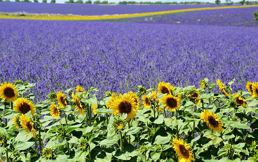 Ladang Lavender Ladang Lavender Bunga Matahari Valensole Provence Musim Panas Ungu Mediterania Selatan Prancis ., Bunga Matahari Ungu Wallpaper HD