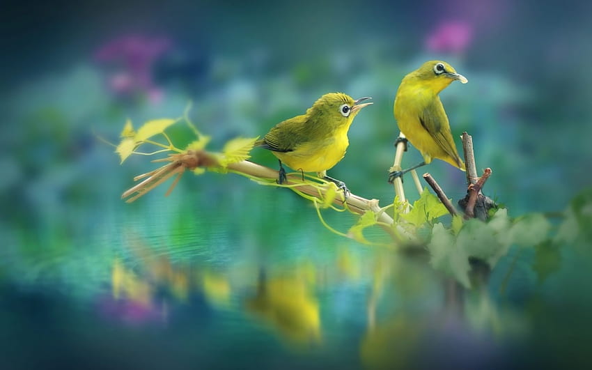 Cute Little Birds, Branch, Leaves, Two, Nature, Birds HD wallpaper