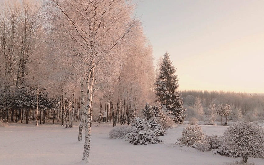 Zima na Łotwie, zima, śnieg, Łotwa, brzozy, drzewa, szron Tapeta HD