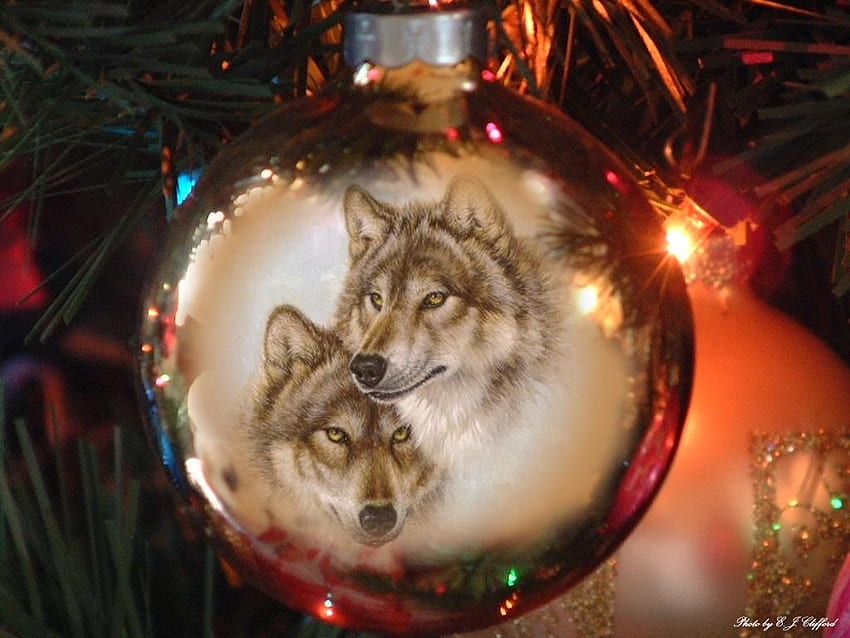 Wolf Christmas, Christmas Wolves HD wallpaper